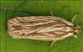 0705 (32.029) Agonopterix umbellana